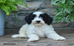 Bernedoodle dogs for sale: Jayce - Image 1