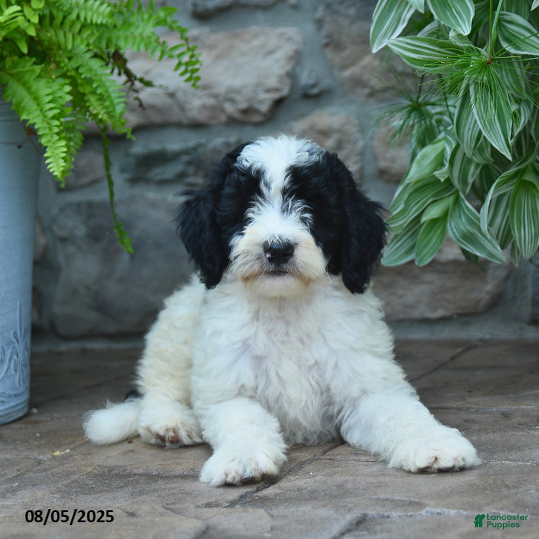 Bernedoodle dogs for sale: Jayce - Image 1