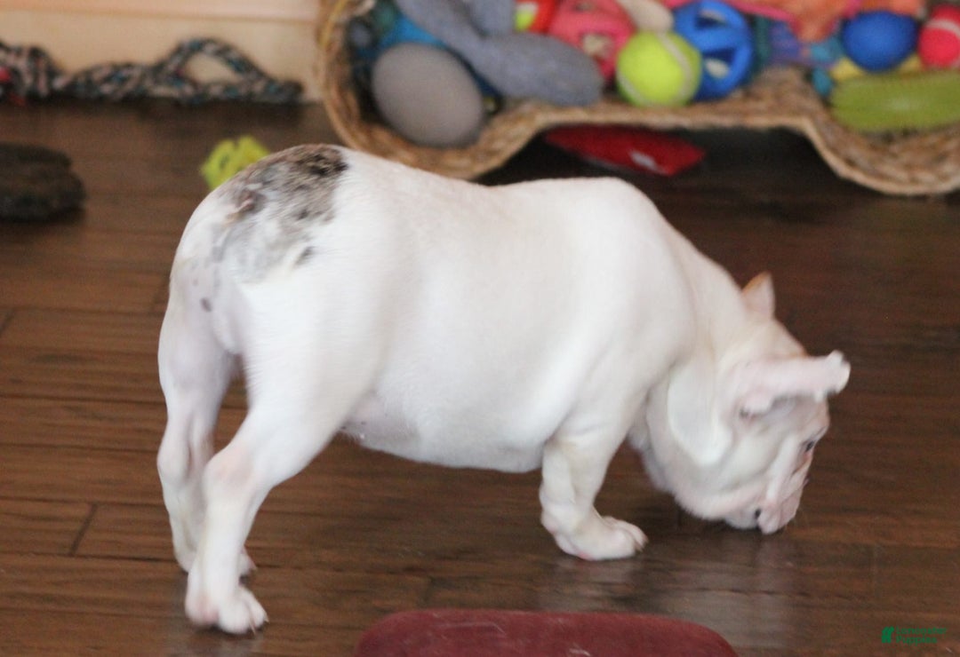 French Bulldog dogs for sale: Dirk - Image 5