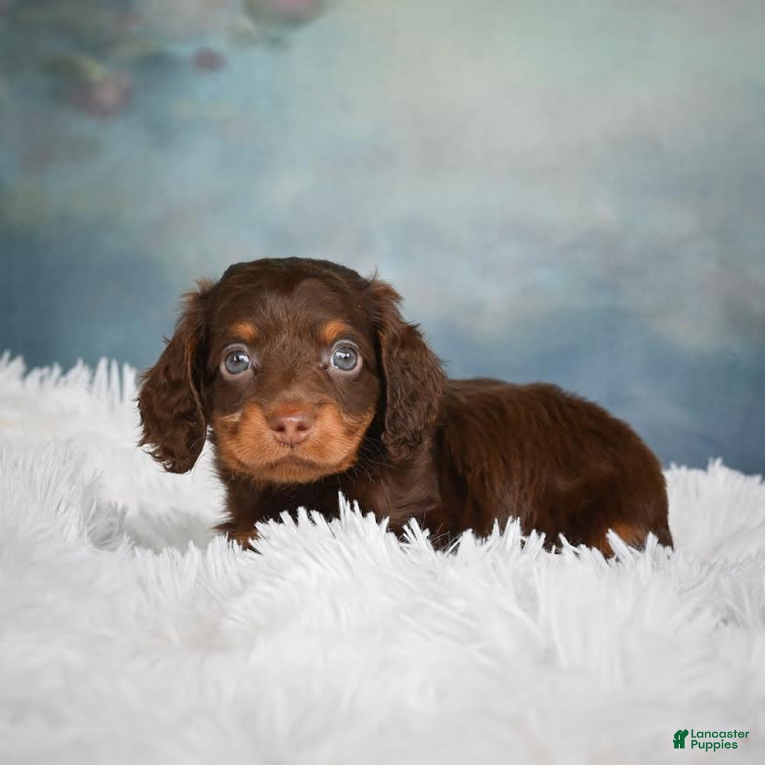 Miniature Dachshund dogs for sale: Benji - Image 6
