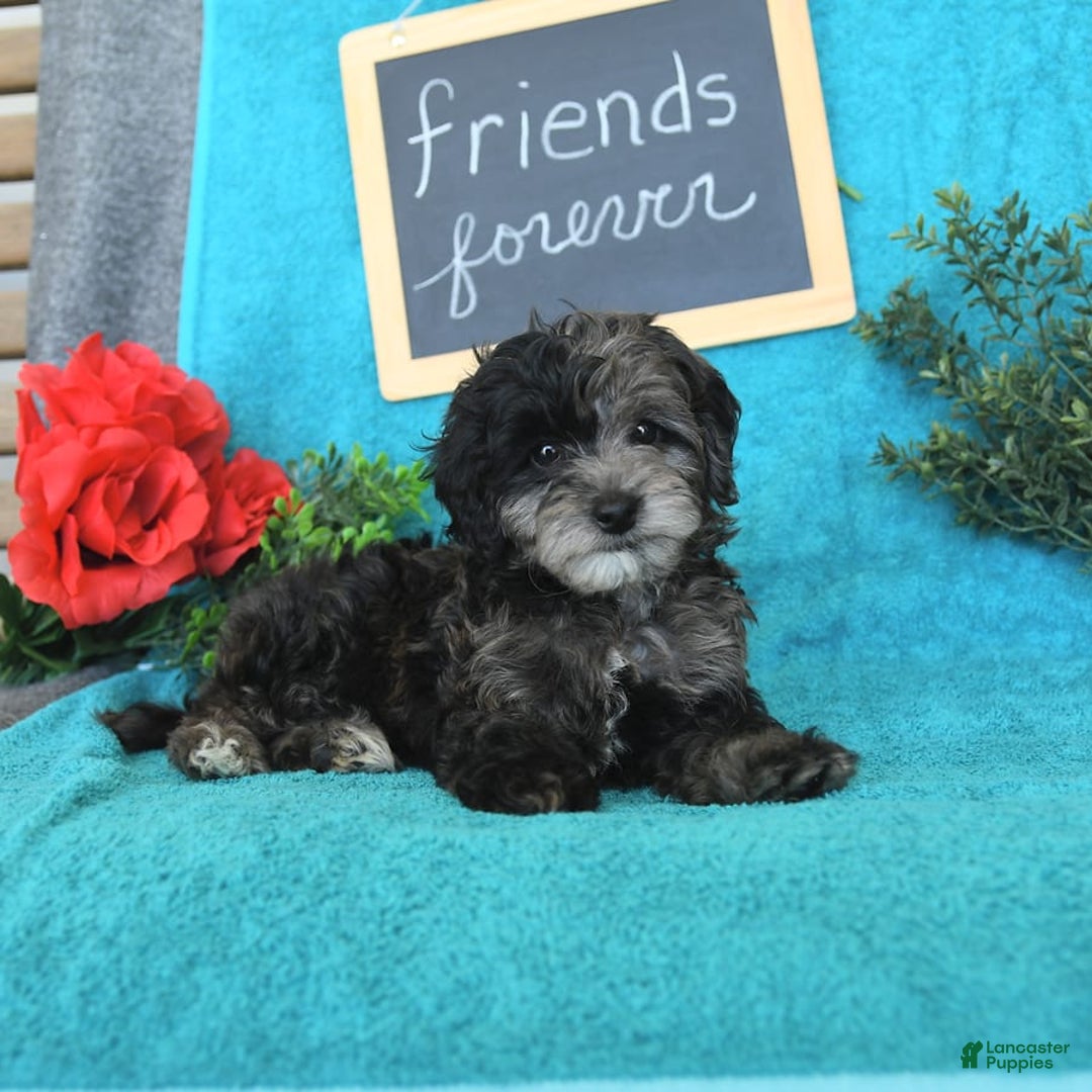 Miniature Poodle dogs for sale: Oakley - Image 15