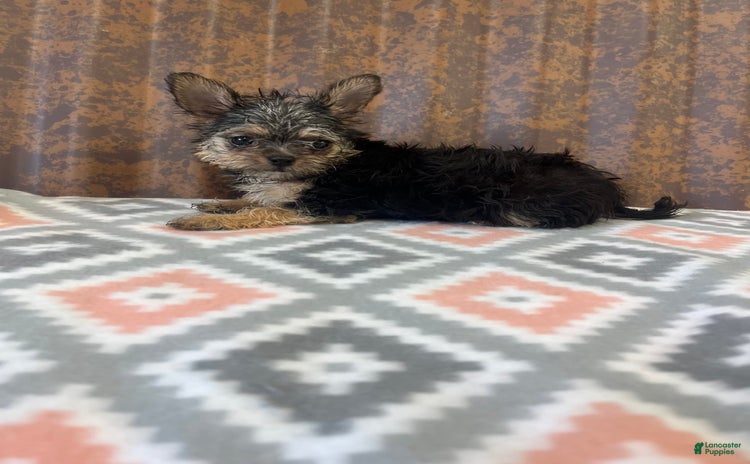 Chihuahua dogs for sale - Ad 1