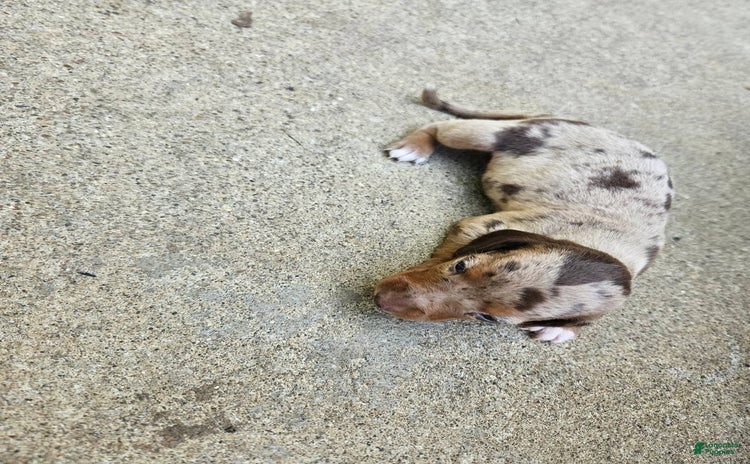 Miniature Dachshund dogs for sale - Ad 1