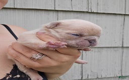 French Bulldog dogs for sale: Daisy - Image 1