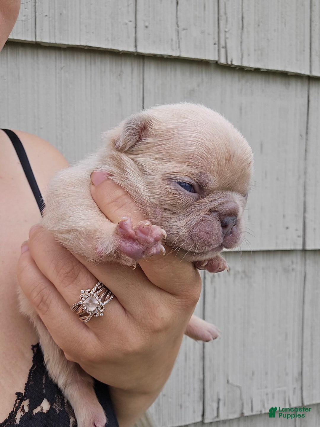 French Bulldog dogs for sale: Daisy - Image 1