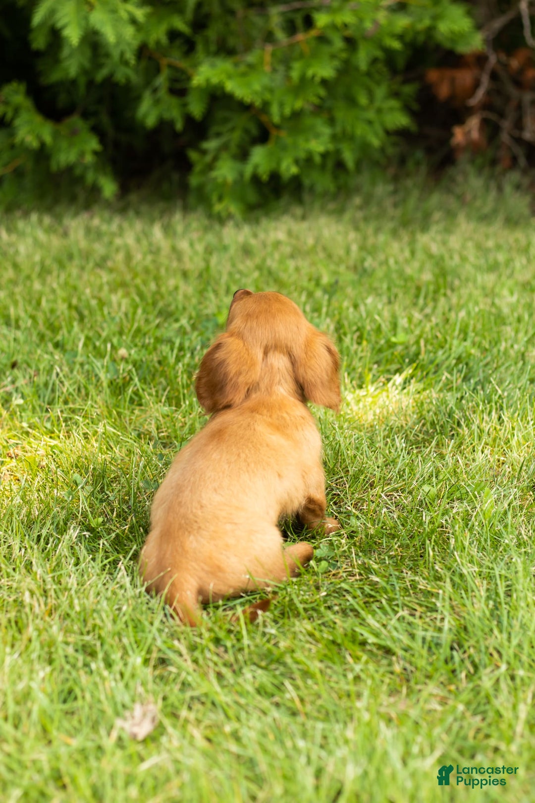 Miniature Dachshund dogs for sale: Millie - Image 3