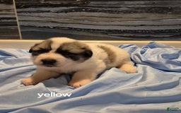 Great Pyrenees dogs for sale: Yellow - Image 5