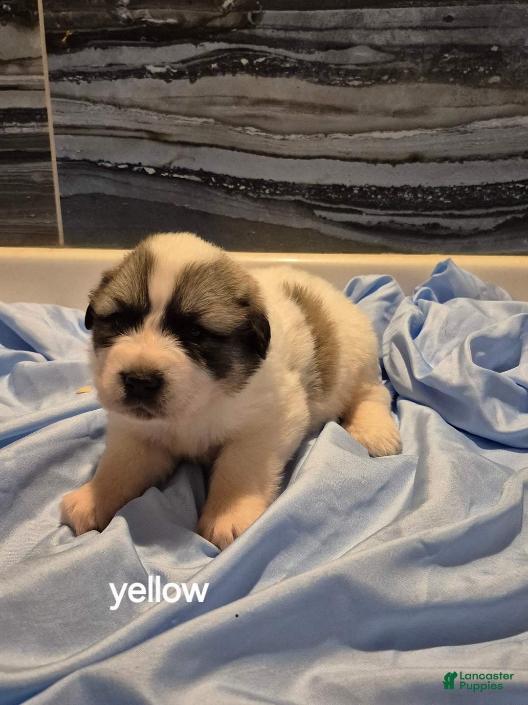 Great Pyrenees dogs for sale: Yellow - Image 5