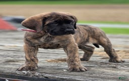 English Mastiff dogs for sale: Roxie - Image 2