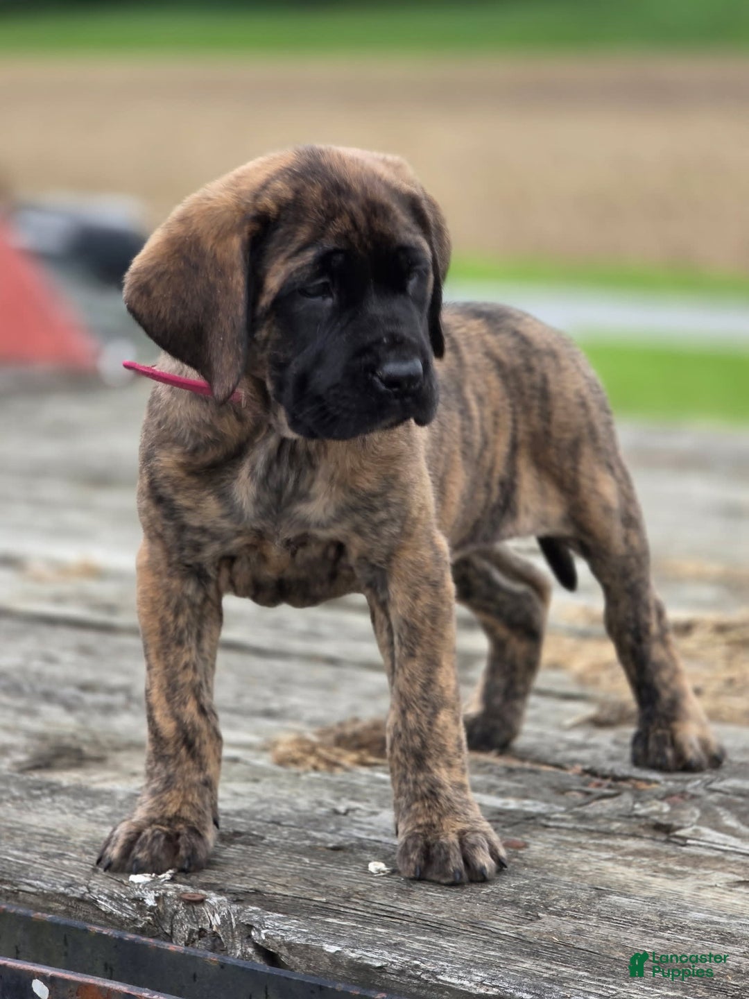 English Mastiff dogs for sale: Roxie - Image 2