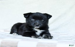 Pomsky dogs for sale: Bear - Image 4