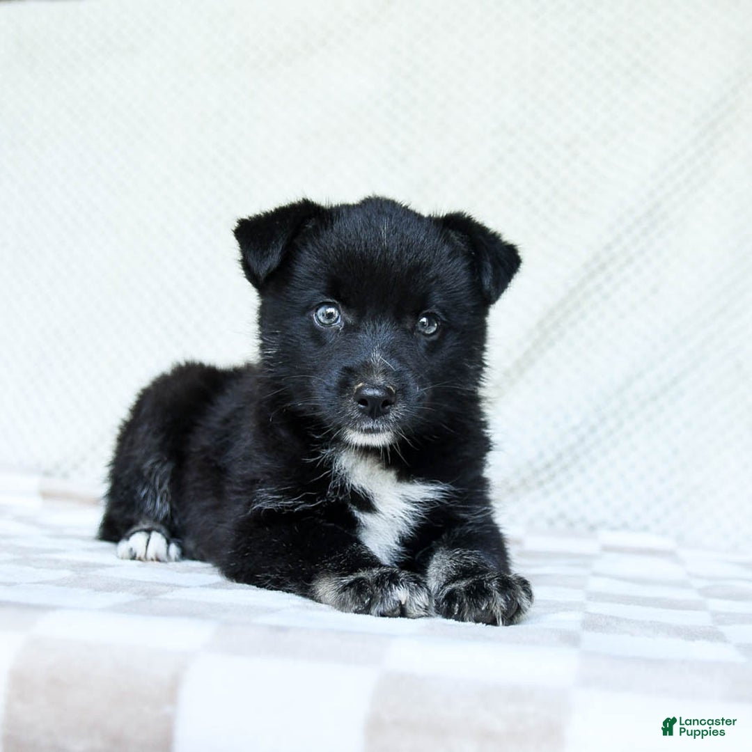 Pomsky dogs for sale: Bear - Image 4