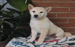 Shiba Inu dogs for sale: Frisky - Image 2