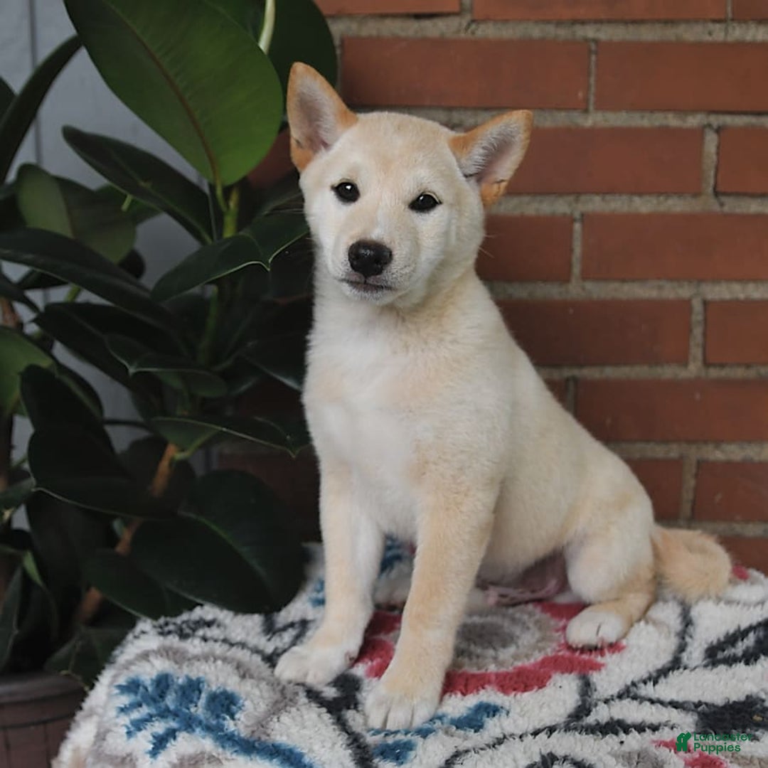 Shiba Inu dogs for sale: Frisky - Image 2