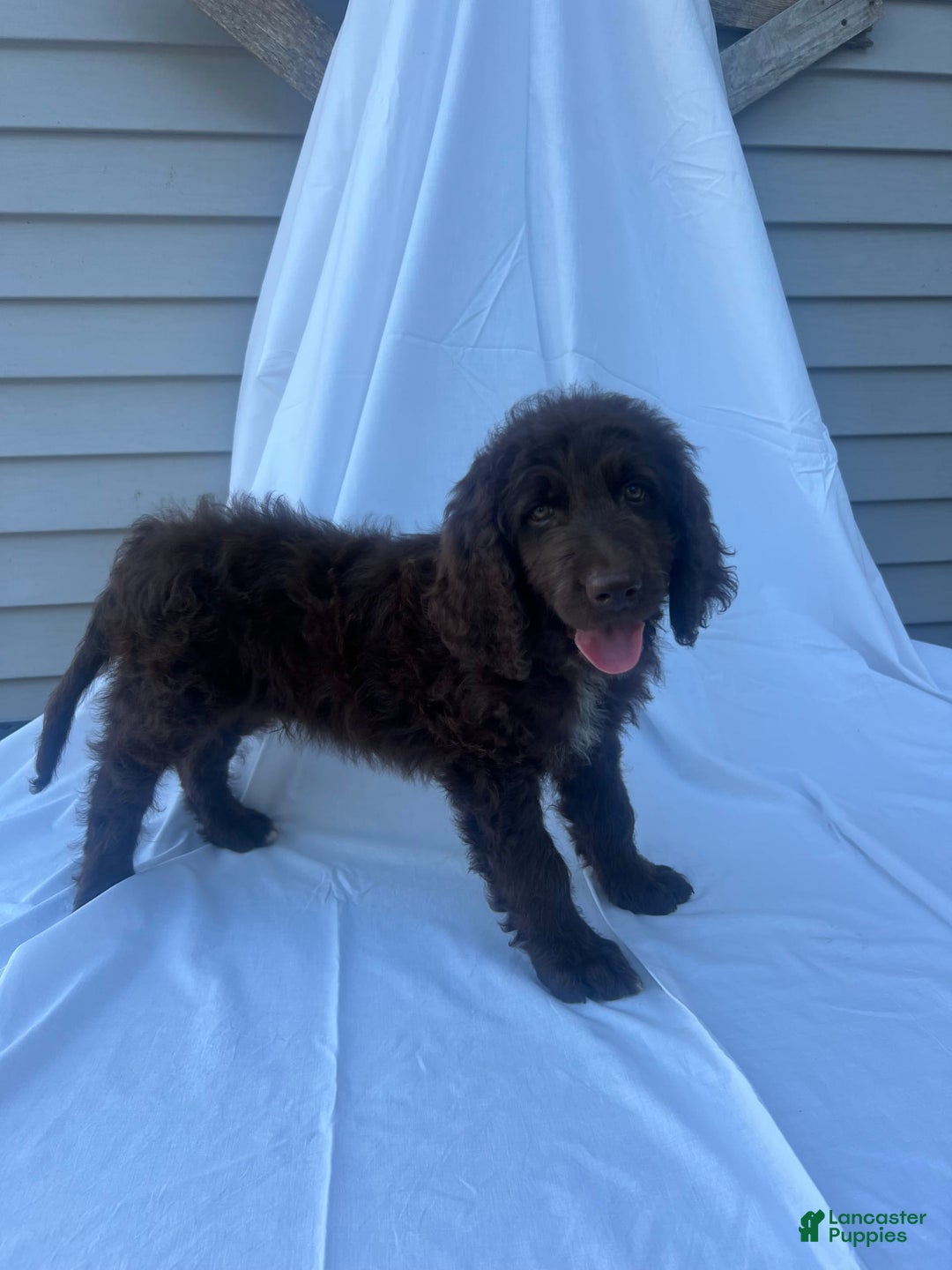 Newfypoo dogs for sale: Garth - Image 2
