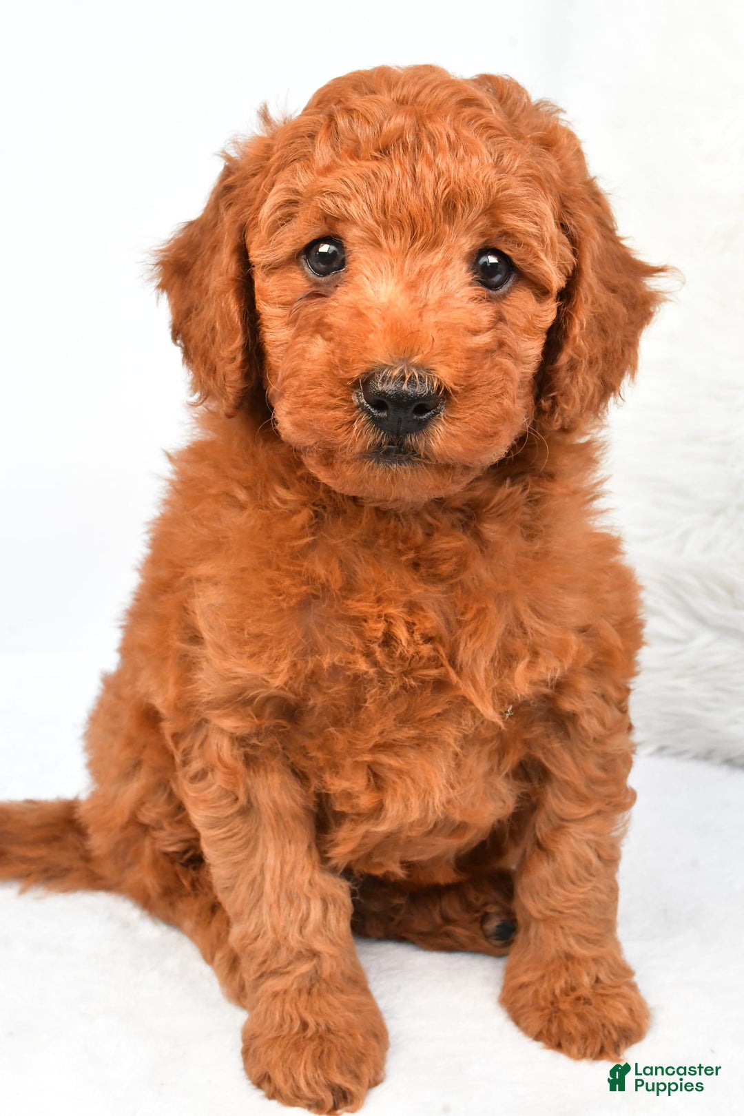 Mini Goldendoodle dogs for sale: Cooper - Image 1