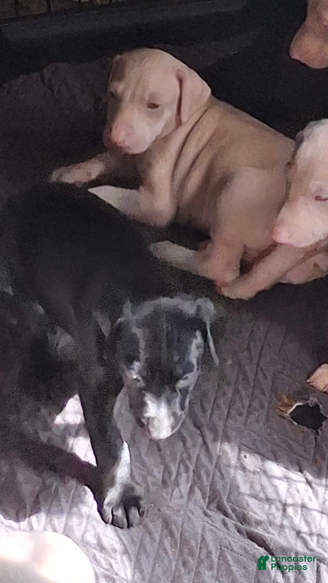 Doberman Pinscher dogs for sale: Ebony - Image 3