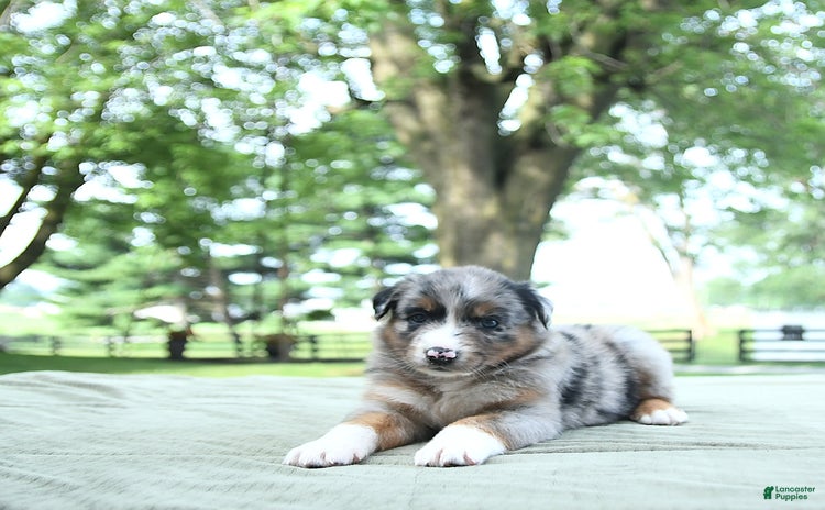 Australian Shepherd dogs for sale - Ad 1