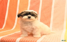 Havanese dogs for sale: Peggy - Image 5