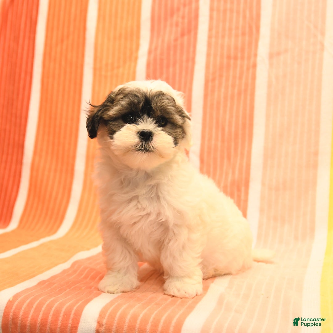 Havanese dogs for sale: Peggy - Image 5
