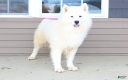 Golden Retriever dogs for sale: Kooper - Image 7