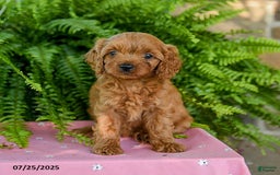 Cavapoo dogs for sale: Valentine - Image 1