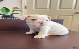 French Bulldog dogs for sale: Picasso - Image 4