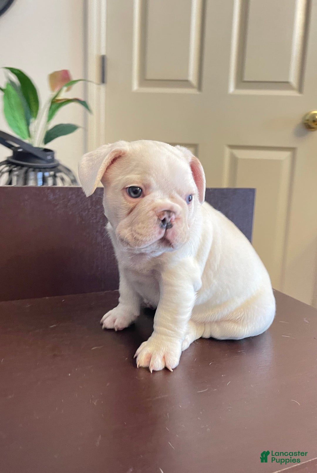French Bulldog dogs for sale: Picasso - Image 4