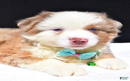 Miniature Australian Shepherd dogs for sale: Jamie - Image 4