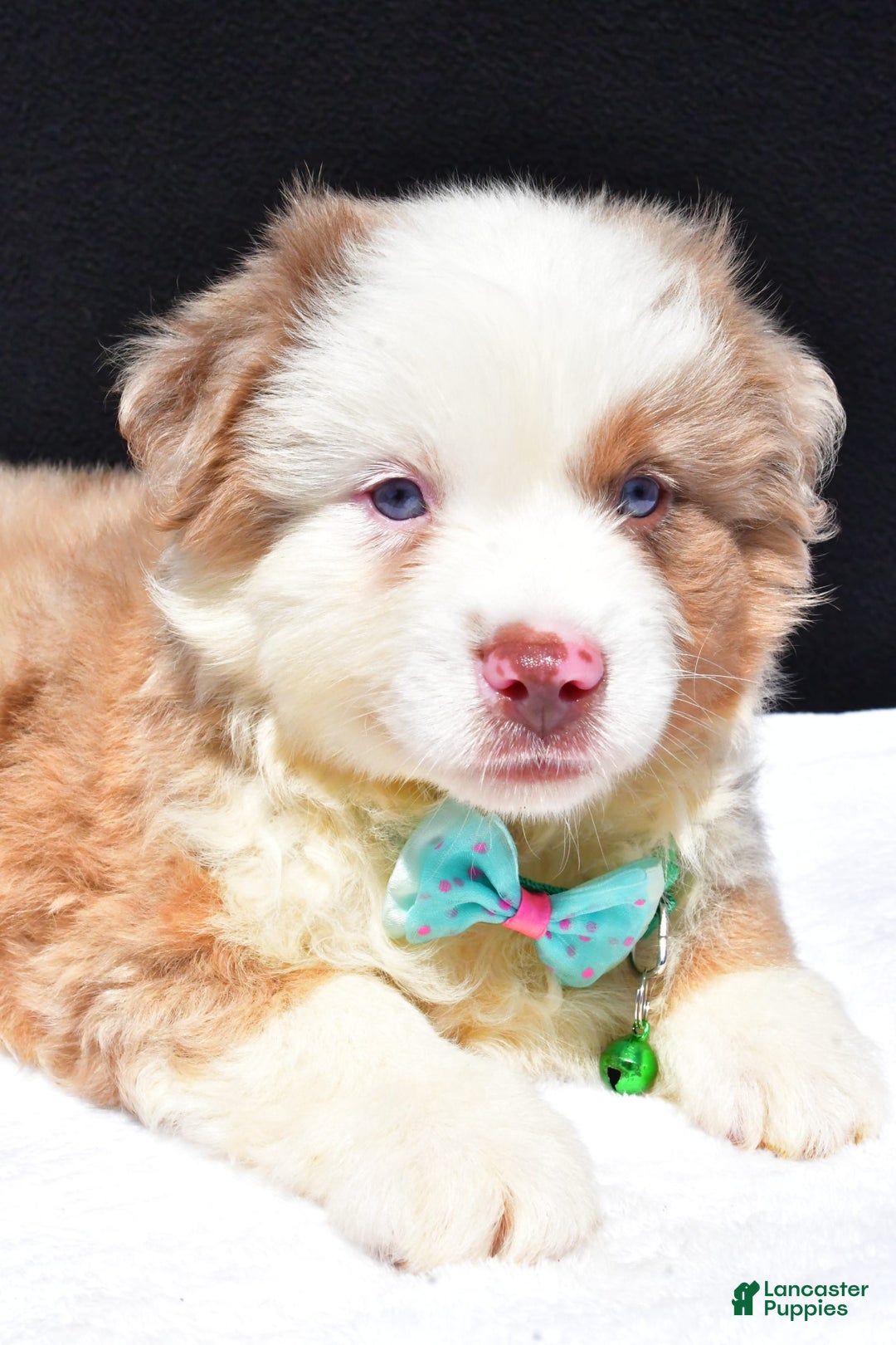 Miniature Australian Shepherd dogs for sale: Jamie - Image 4