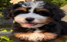 Mini Bernedoodle dogs for sale: 💜 Boston Ma 💜 Mini Bernedoodle - Image 1