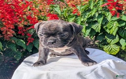 Frenchton dogs for sale: Nala - Image 10