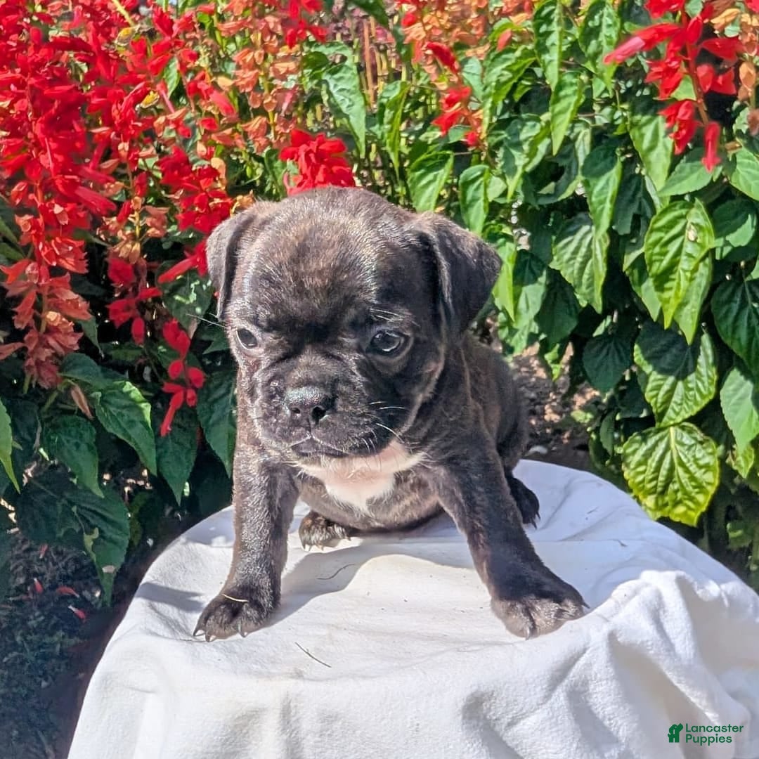 Frenchton dogs for sale: Nala - Image 10
