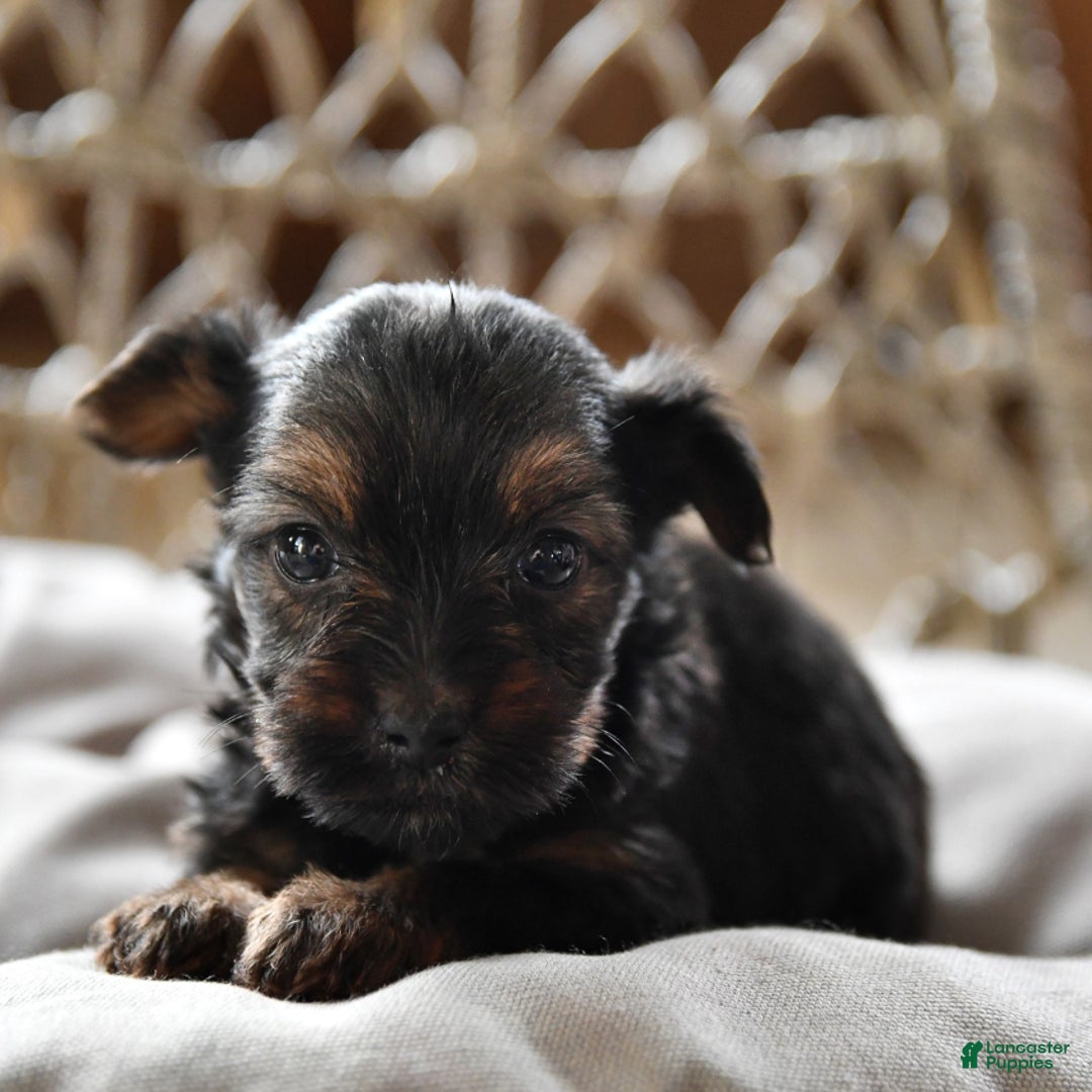 Yorkshire Terrier dogs for sale: River - Image 16
