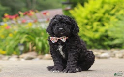 Newfypoo dogs for sale: Sasha - Image 3
