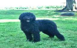 Standard Poodle dogs for sale: Archer - Image 5