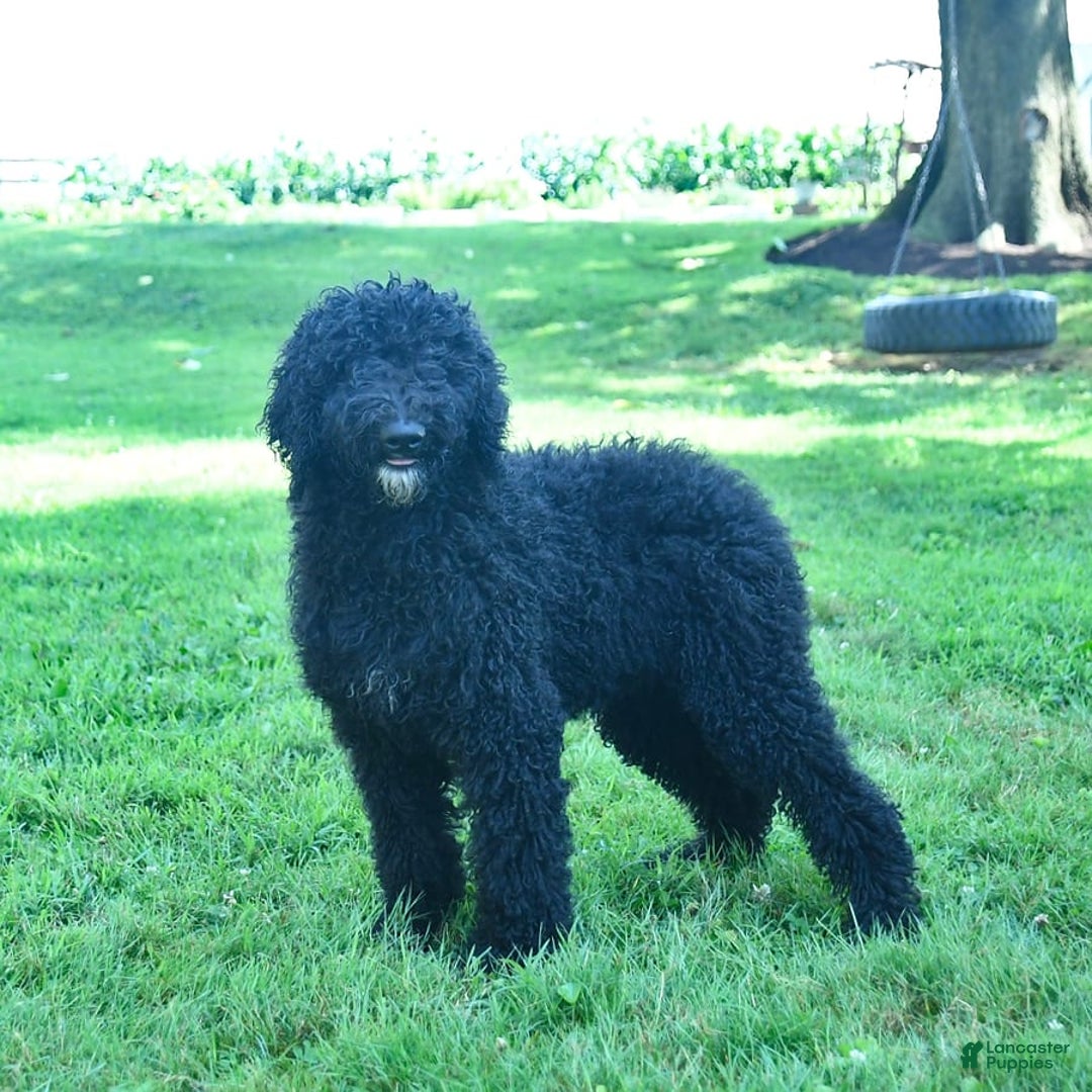 Standard Poodle dogs for sale: Archer - Image 5