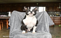 Boston Terrier dogs for sale: Luke - Image 7