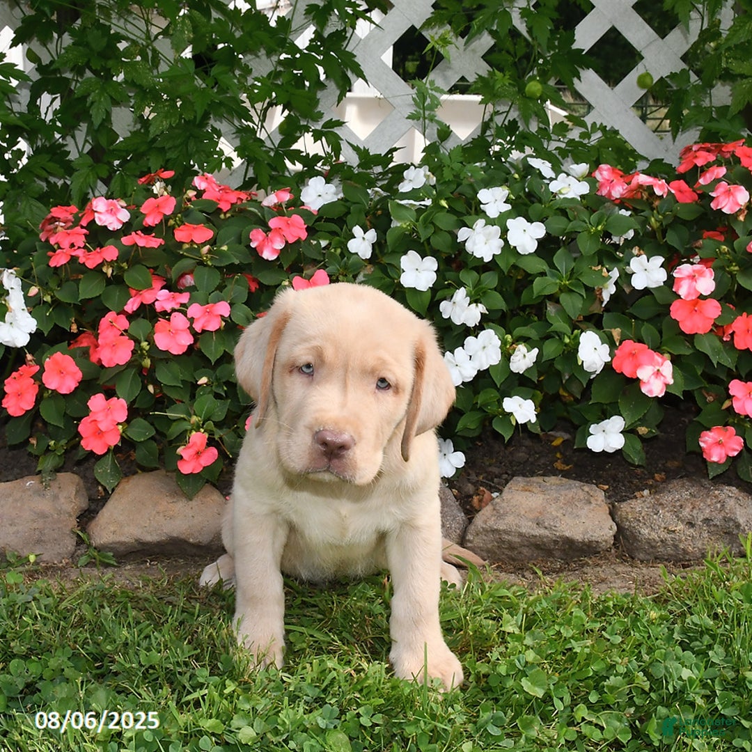 Labrador Retriever dogs for sale: Labrador Retriever 9 puppies - Image 9