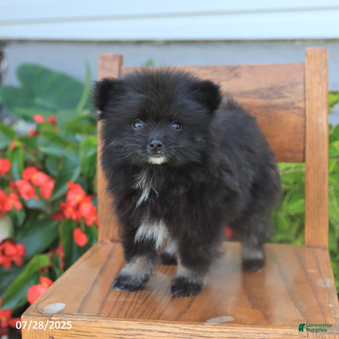 Pomeranian dogs for sale: Pomeranian 4 puppies - Image 12