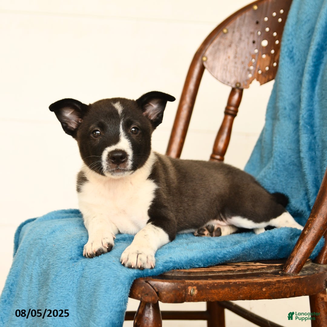 Australian Cattle Dog dogs for sale: Champ - Image 2