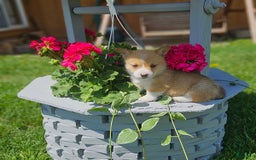 Welsh Corgi Pembroke dogs for sale: Popcorn - Image 9