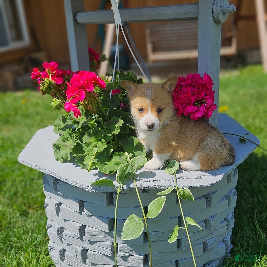 Welsh Corgi Pembroke dogs for sale: Popcorn - Image 9