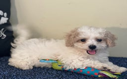 Cavachon dogs for sale: Annabelle - Image 4