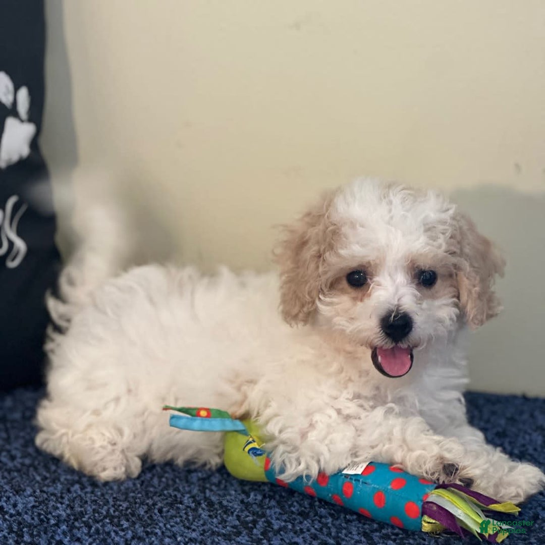 Cavachon dogs for sale: Annabelle - Image 4