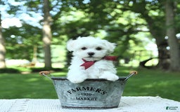 Maltese dogs for sale: Dakota - Image 9