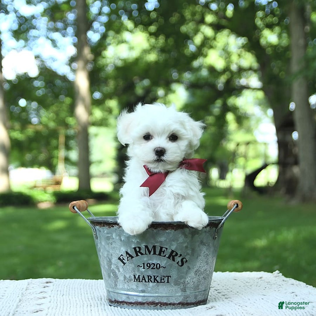 Maltese dogs for sale: Dakota - Image 9