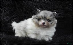 Pomeranian dogs for sale: Teacup White Pomeranian - Listing for pets: Teacup White Pomeranian - Image 2