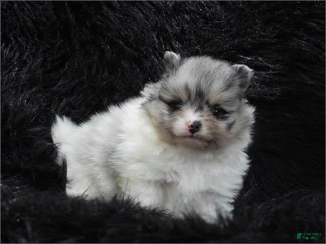 Pomeranian dogs for sale: Teacup White Pomeranian - Listing for pets: Teacup White Pomeranian - Image 2
