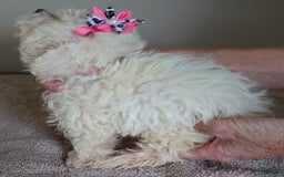 Maltipoo dogs for sale: Amara - Image 20